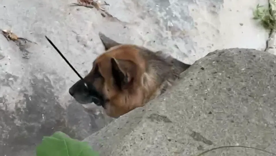 County investigating apparent animal cruelty case