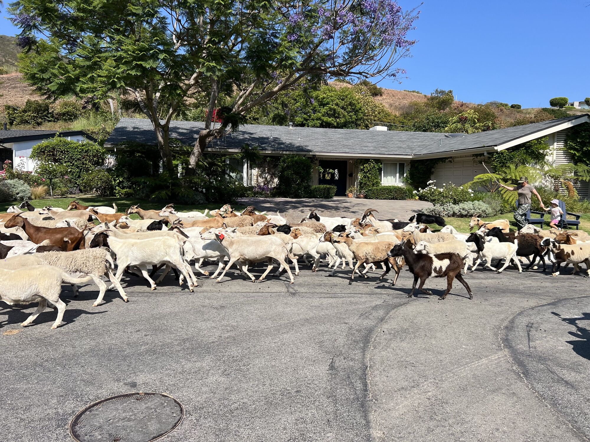 Chewing their way through dry brush on the hillsides, goats are heartily welcomed at Malibu West