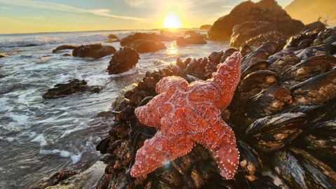Malibu Best Shot