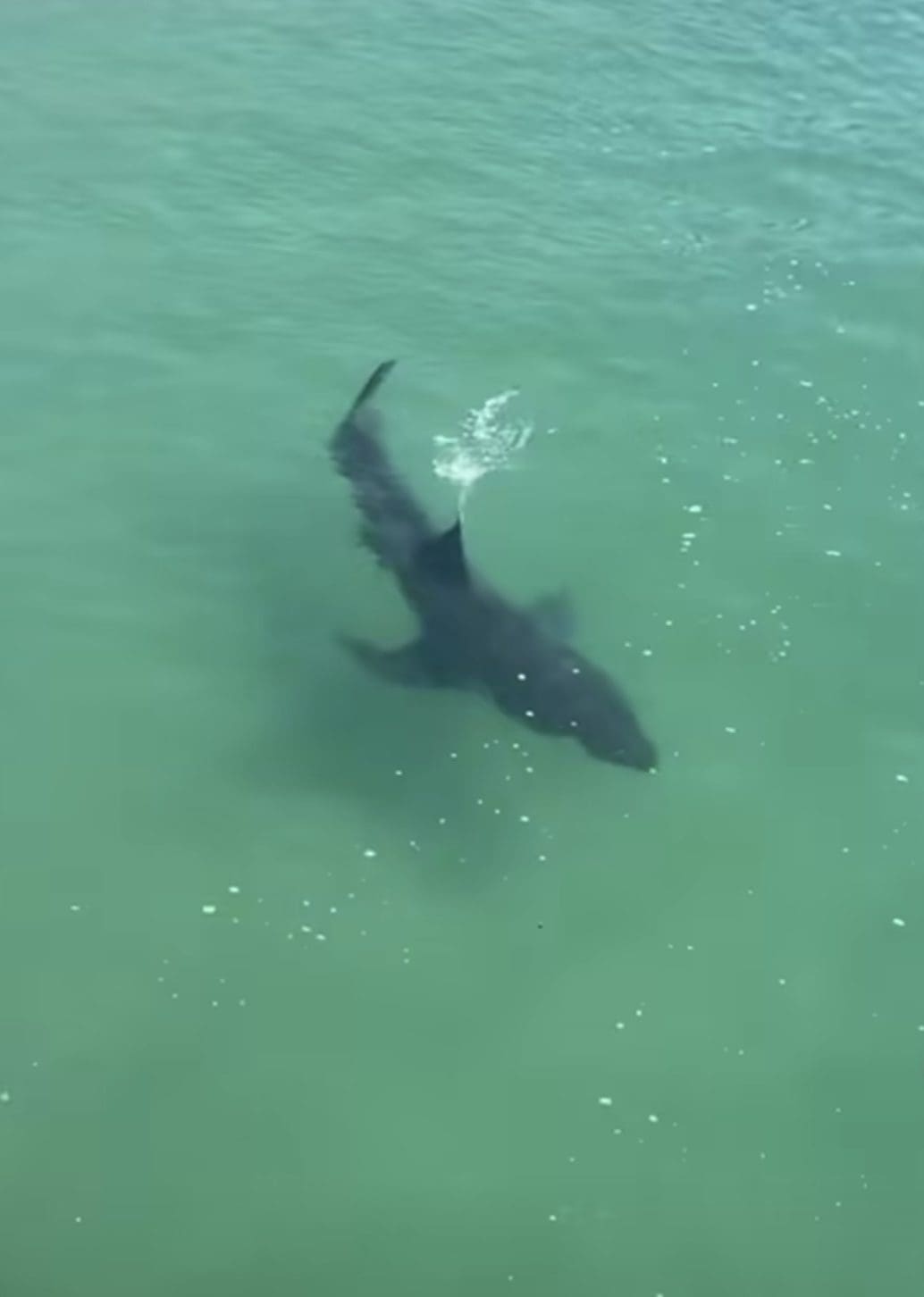 Shark near the pier surprises visitors