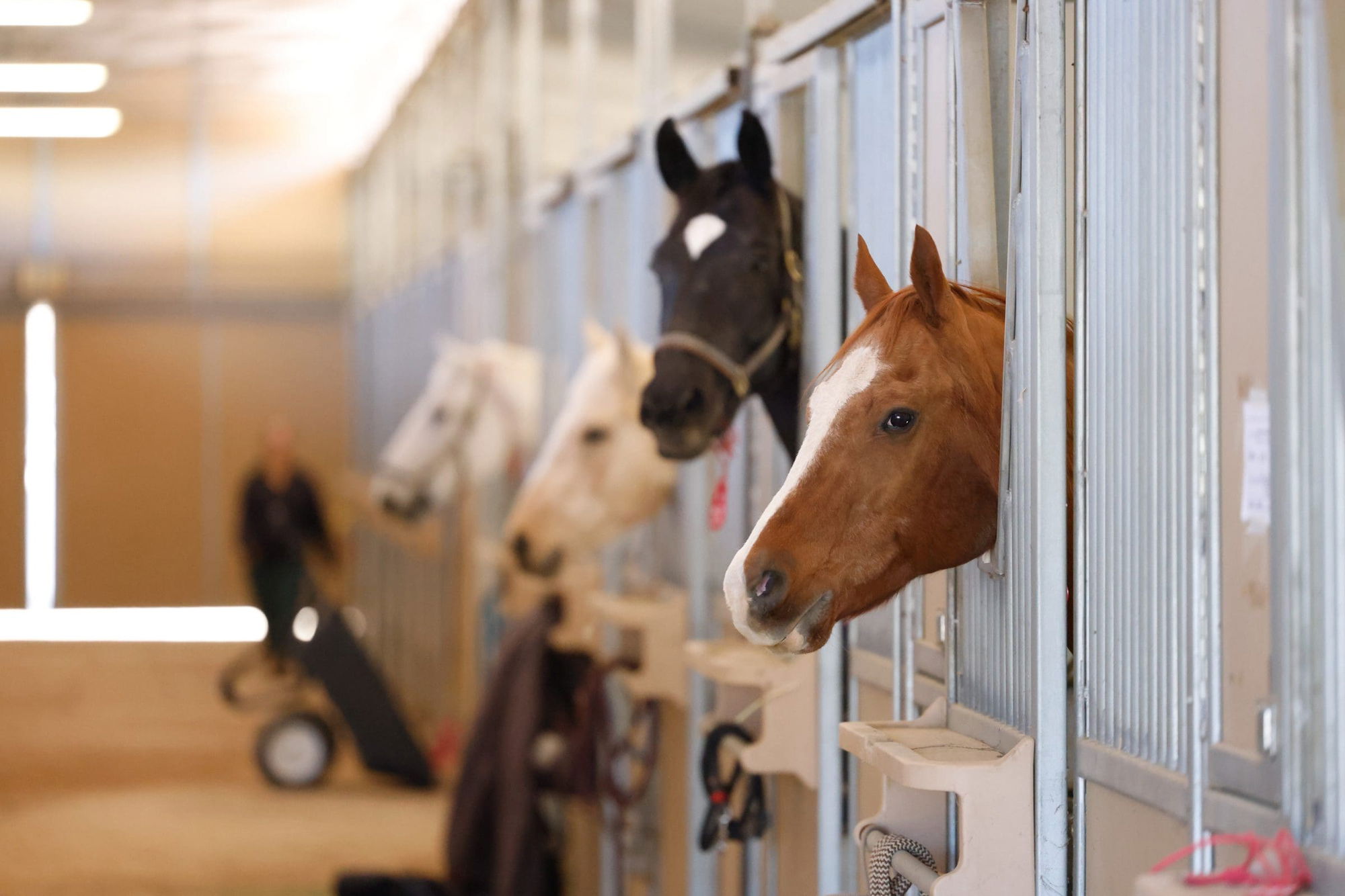 Pierce College becomes invaluable resource for evacuating animals in Malibu emergencies