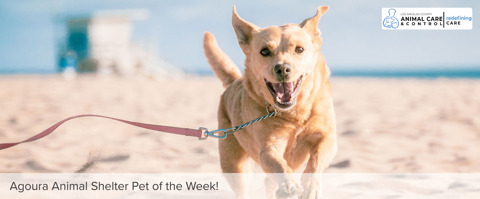 Agoura Animal Shelter Pet of the Week: Thursday, Jan. 16