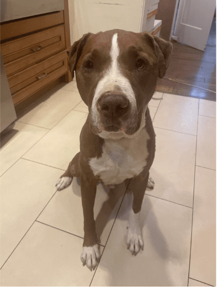 Agoura Animal Shelter Pet of the Week: Thursday, Feb. 20