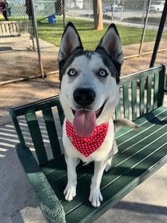 Agoura Animal Shelter Pet of the Week: Thursday, Feb. 27