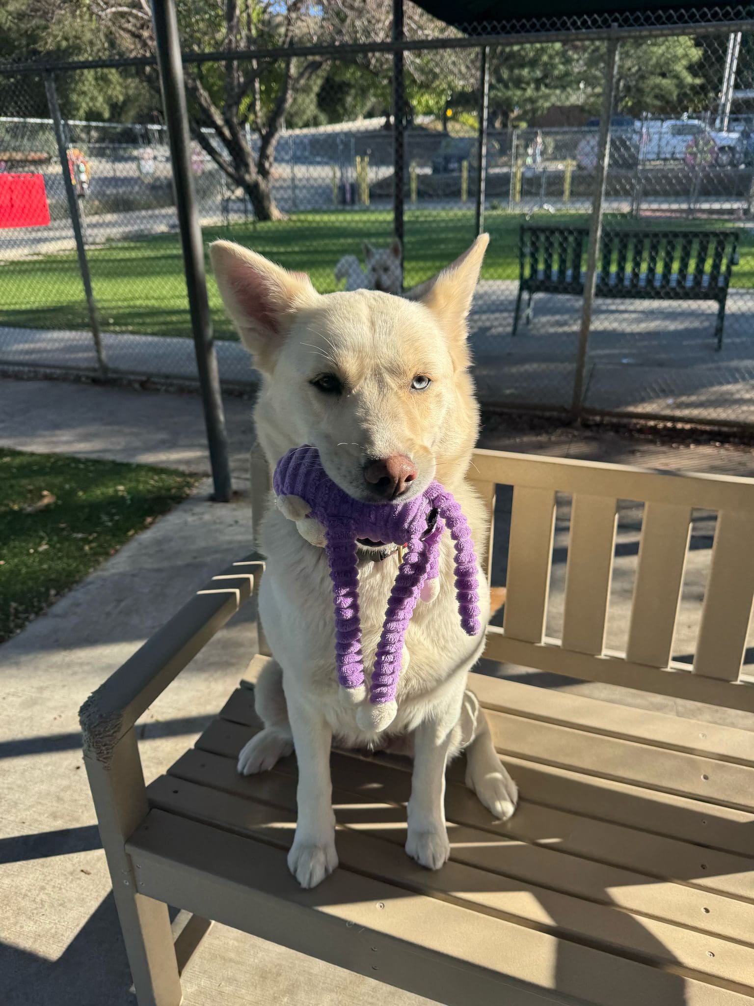 Agoura Animal Shelter Pet of the Week: Thursday, March 6