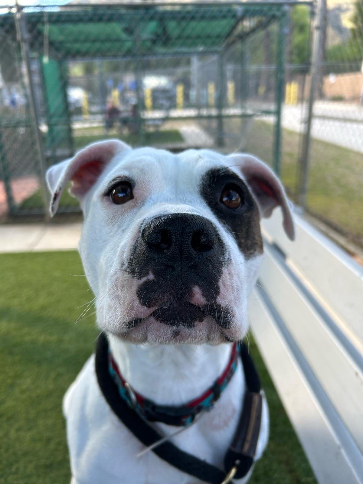 Agoura Animal Shelter Pet of the Week, Meet Trudy: Thursday, March 27
