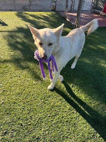 Agoura Animal Shelter Pet of the Week, Meet Luna: Thursday, April 3