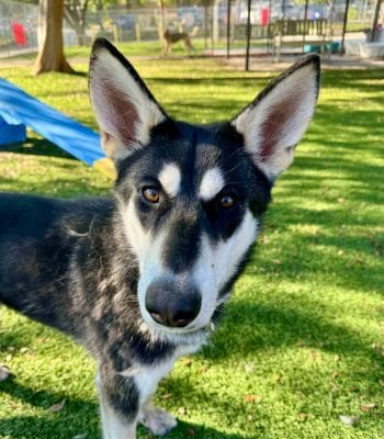 Agoura Animal Shelter Pet of the Week, Meet Bandit: Thursday, April 17