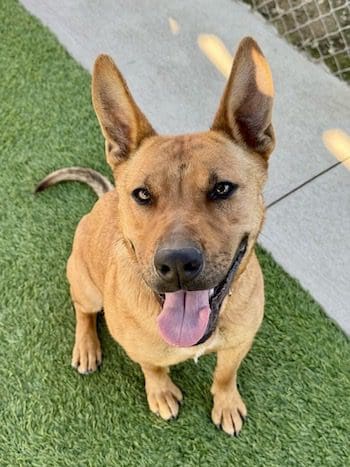 Agoura Animal Shelter Pet of the Week, Meet Tangerine: Thursday, April 10