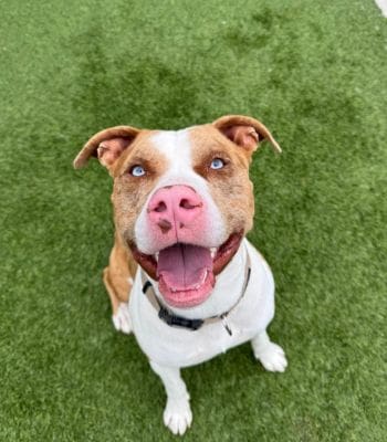 Agoura Animal Shelter Pet of the Week, Meet King: Thursday, May 22