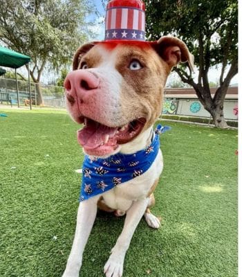 Agoura Animal Shelter Pet of the Week, Meet King: Thursday, May 29