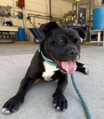 Agoura Animal Shelter Pet of the Week, Meet Raven: Thursday, May 8