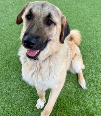 Agoura Animal Shelter Pet of the Week, Meet Teddy: Thursday, May 15