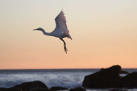 Malibu's Best Shot: Flight of peace