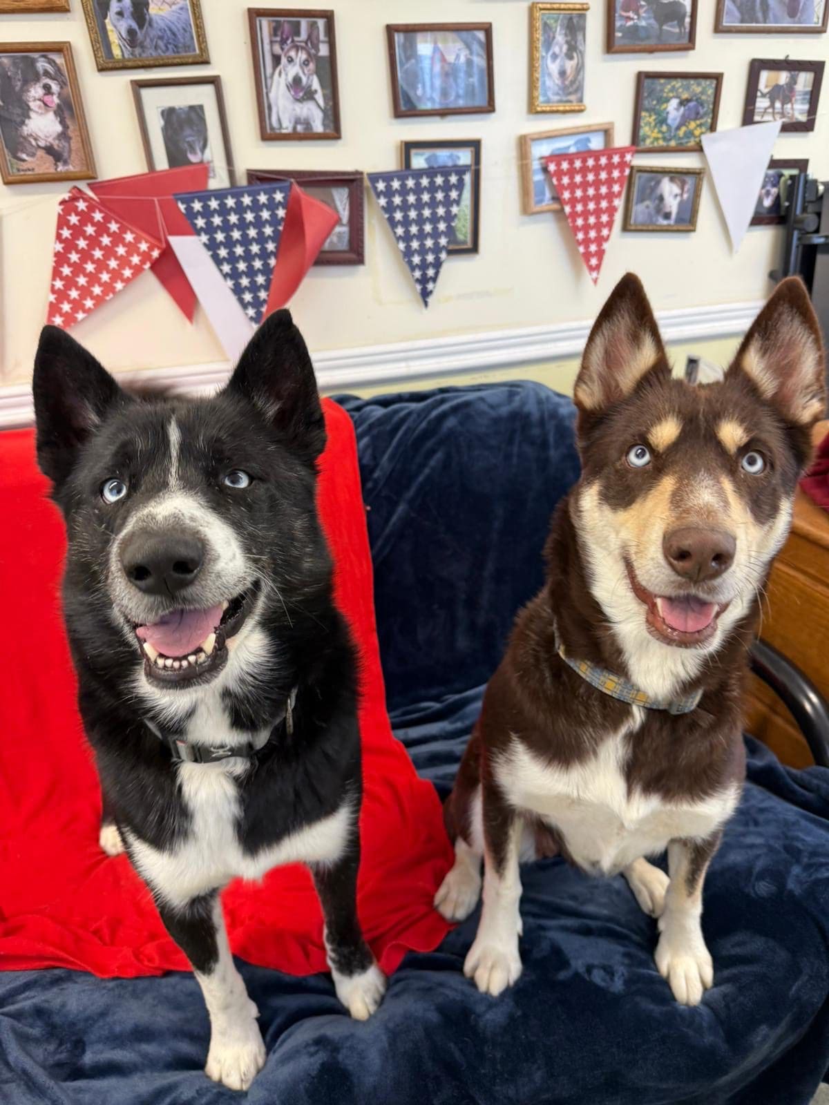Agoura Animal Shelter Pet of the Week, Meet Brownie and Arrow: Thursday, June 12