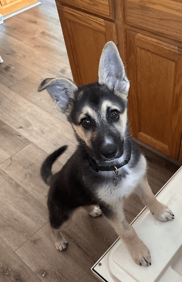 Agoura Animal Shelter Pet of the Week, Meet Robby: Thursday, June 26