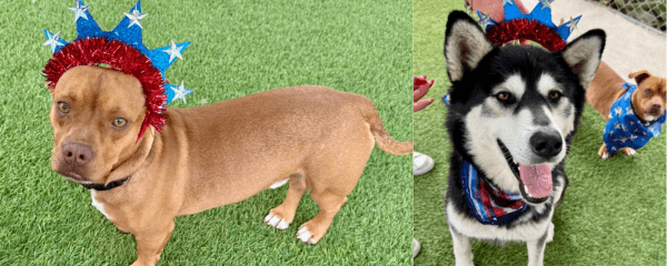 Agoura Animal Shelter Pet of the Week, Meet Cher and Sonny: Thursday, June 19