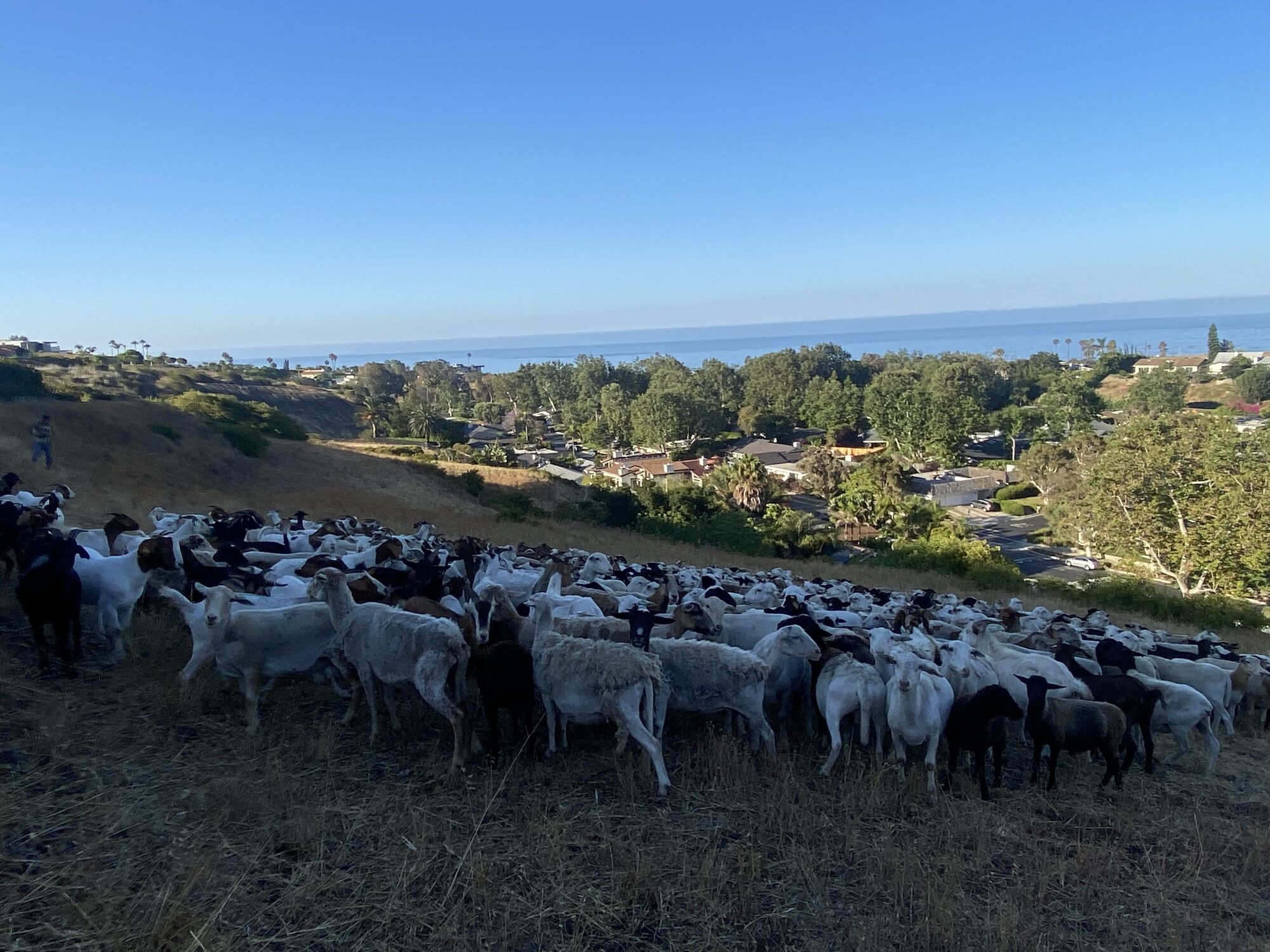Malibu West brings back beloved brush-clearing goats for fourth year