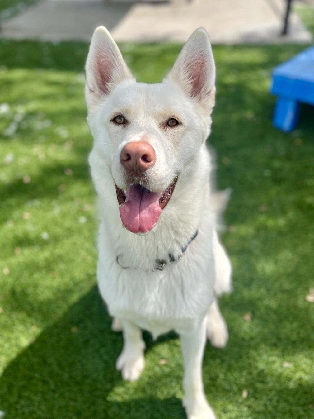 Agoura Animal Shelter Pet of the Week, Meet Koko: Thursday, July 24