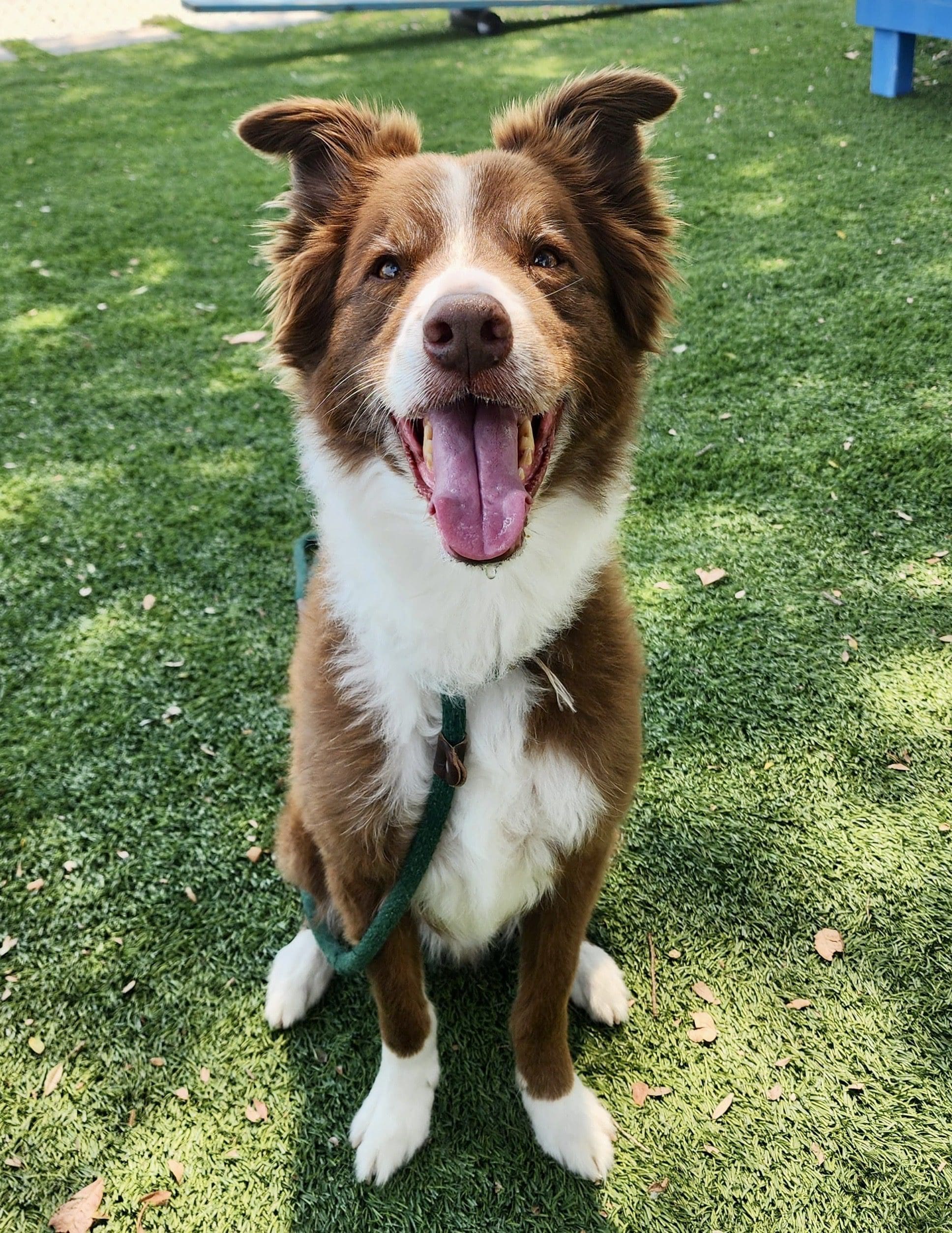 Agoura Animal Shelter Pet of the Week, Meet Loki: Thursday, August 7