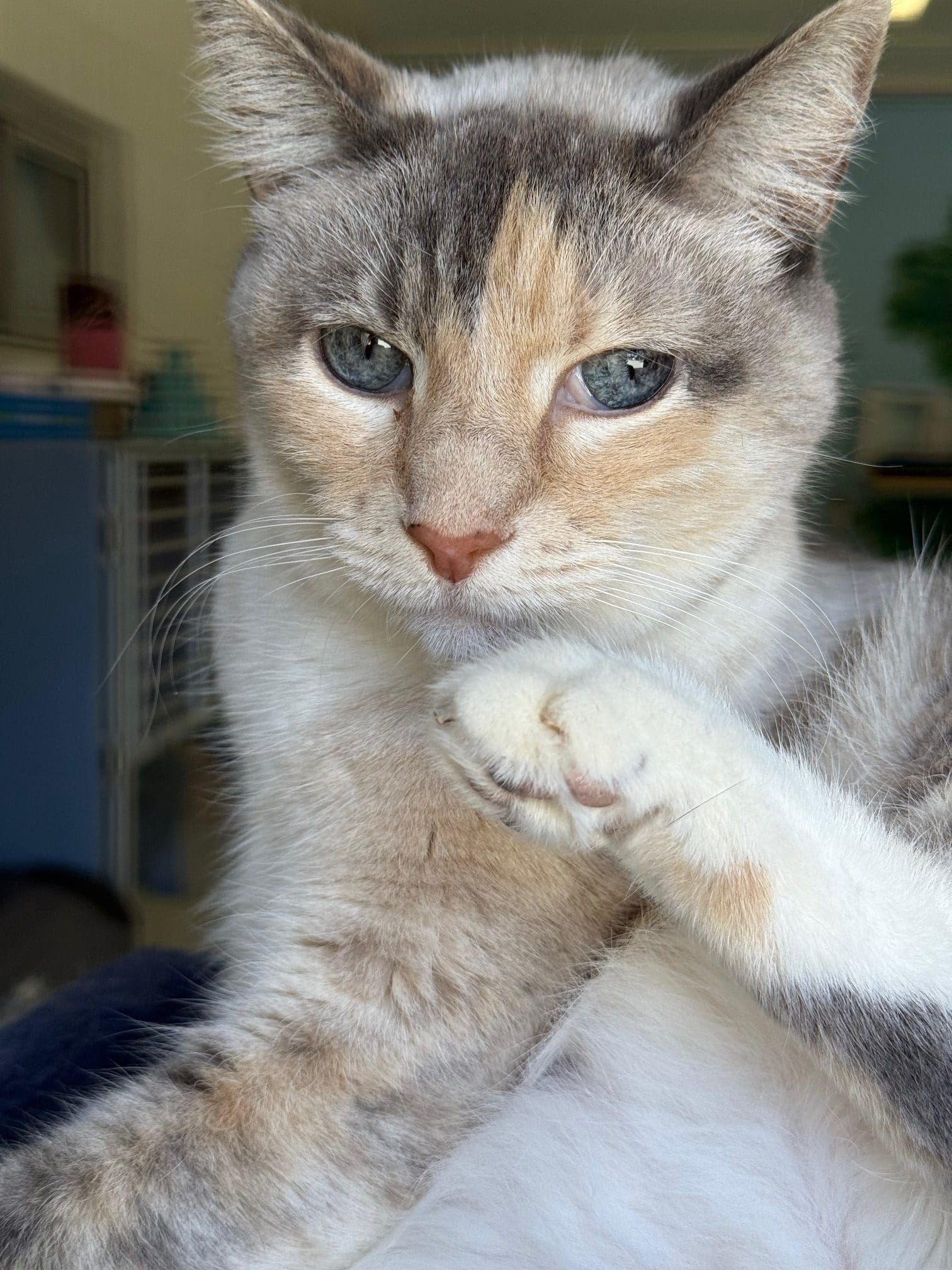 Agoura Animal Shelter Pet of the Week, Meet Bella: Thursday, August 21