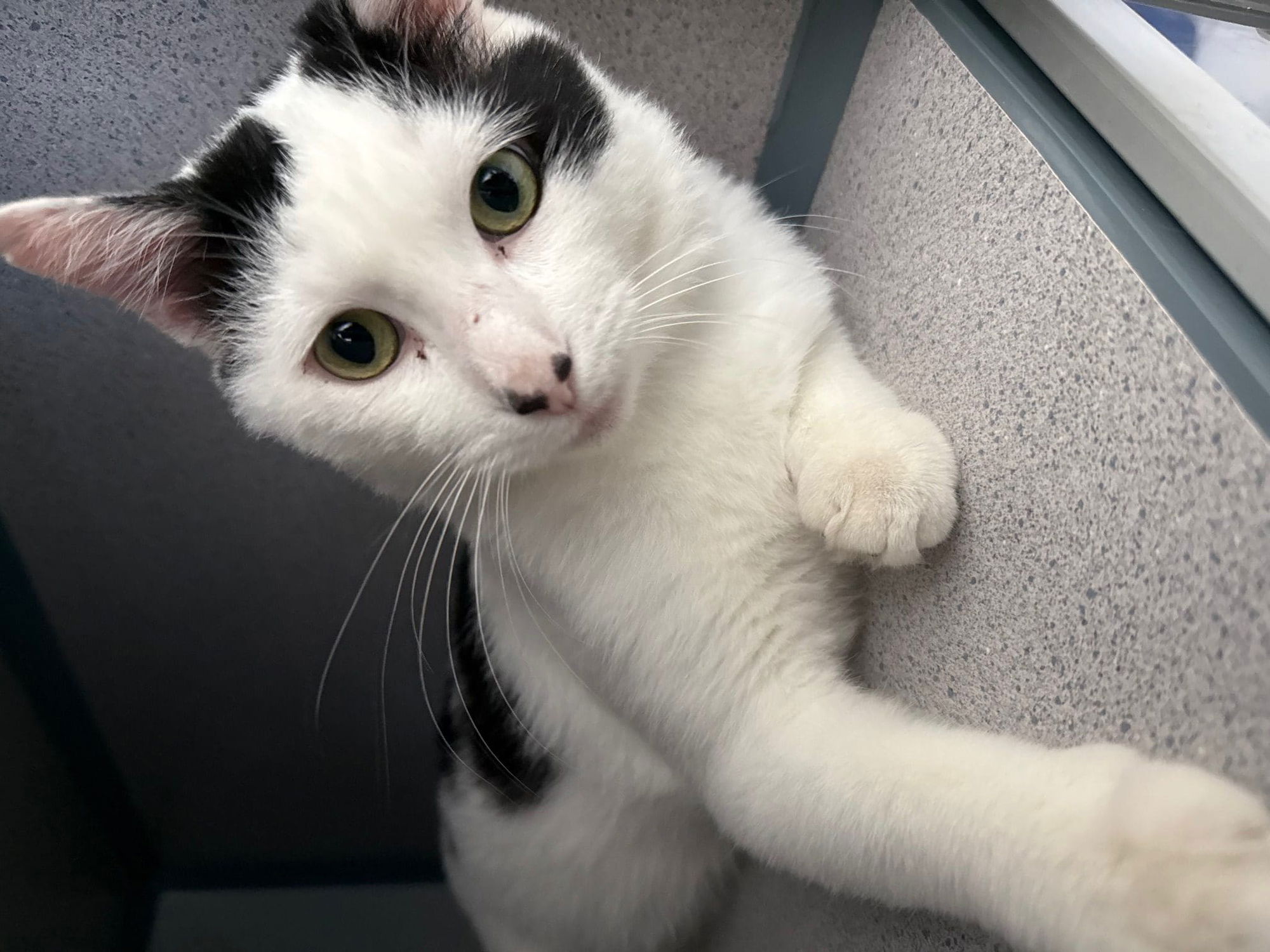 Agoura Animal Shelter Pet of the Week, Meet Poblano: Thursday, September 18