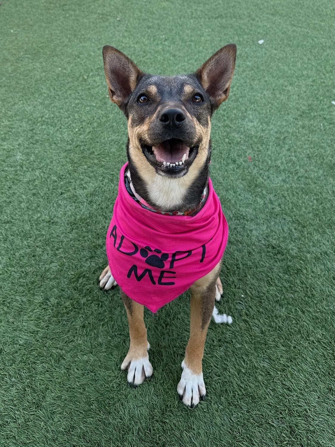 Agoura Animal Shelter Pet of the Week, Meet Mami: Thursday, September 11