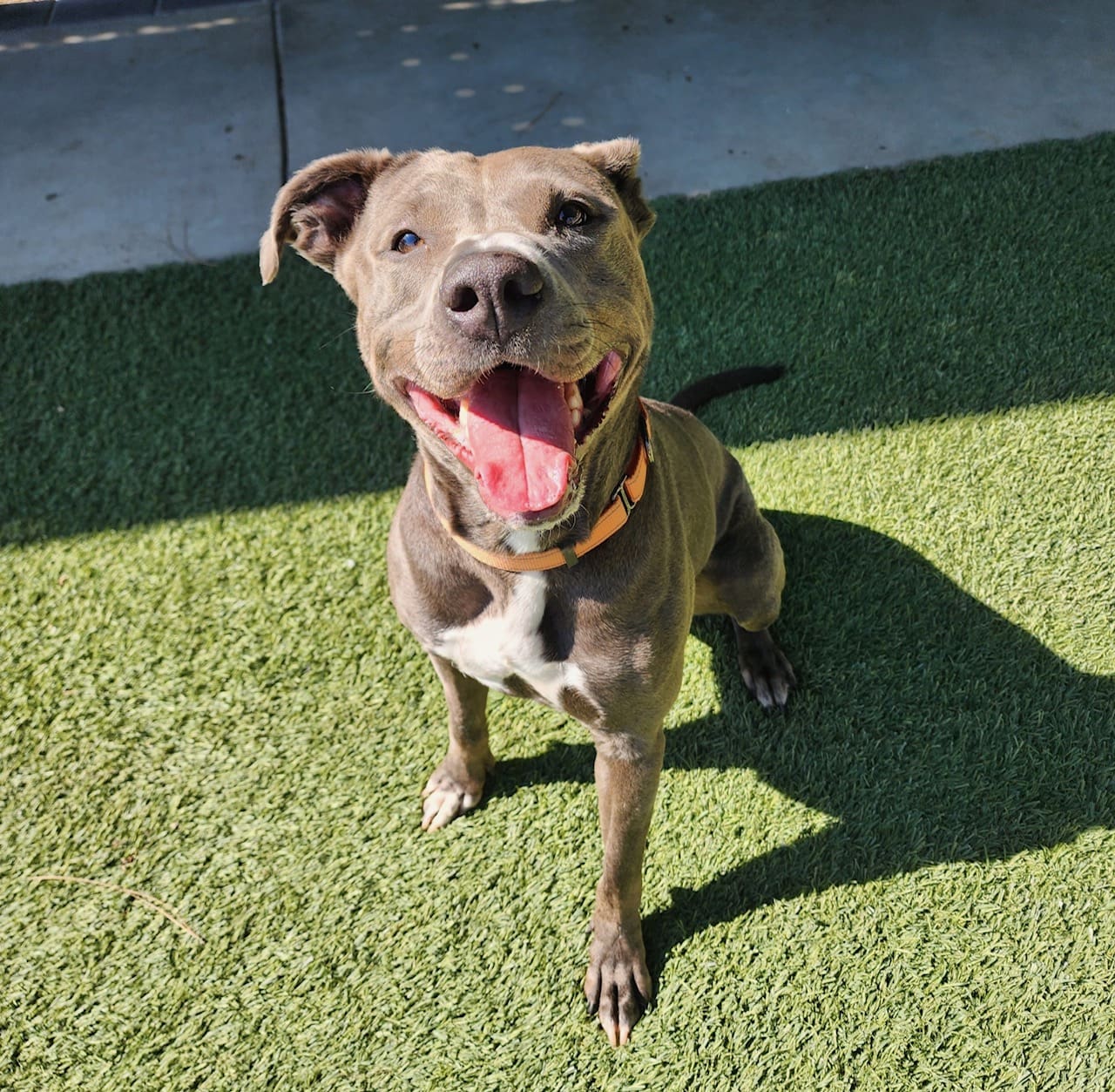 Agoura Animal Shelter Pet of the Week, Meet Skye: Thursday, October 30