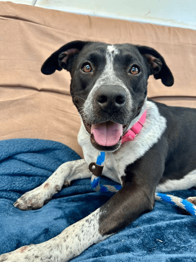 Agoura Animal Shelter Pet of the Week, Meet Lacey: Thursday, November 20