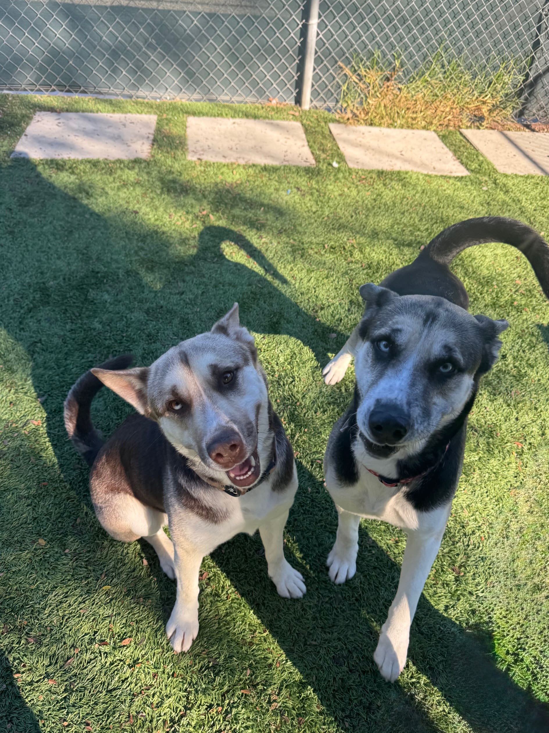 Agoura Animal Shelter Pet of the Week, Meet Maxine &amp; Nala: Thursday, December 11