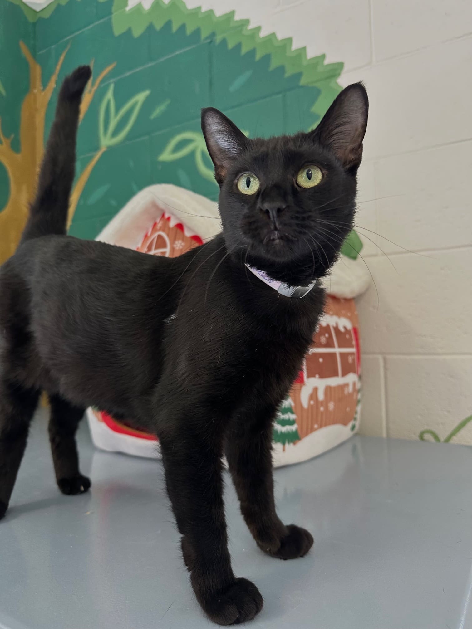 Agoura Animal Shelter Pet of the Week, Meet Sloth: Thursday, December 25