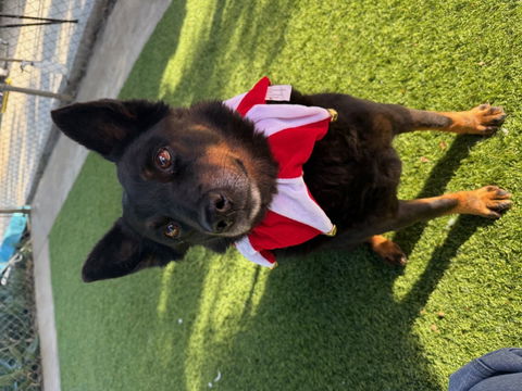 Agoura Animal Shelter Pet of the Week, Meet Princess: Thursday, December 18