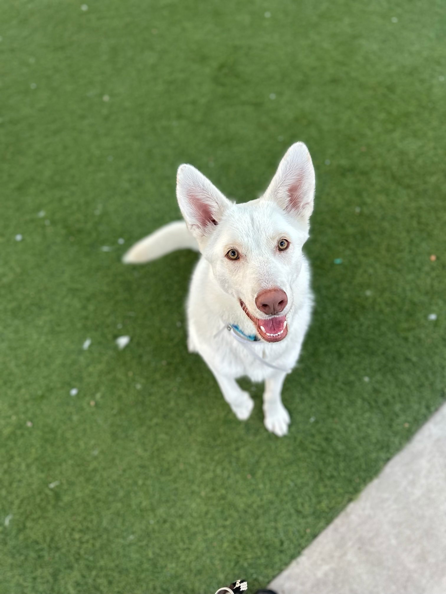Agoura Animal Shelter Pet of the Week, Meet Krypto: Thursday, January 15