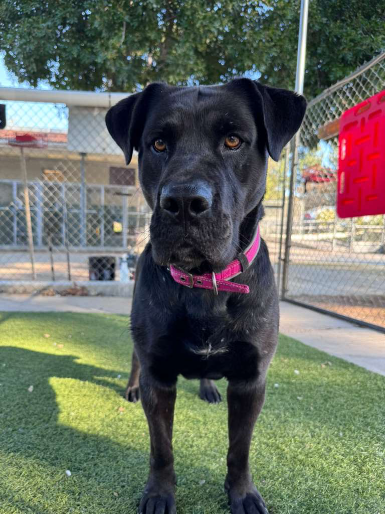 Agoura Animal Shelter Pet of the Week, Meet Pearl: Thursday, February 12
