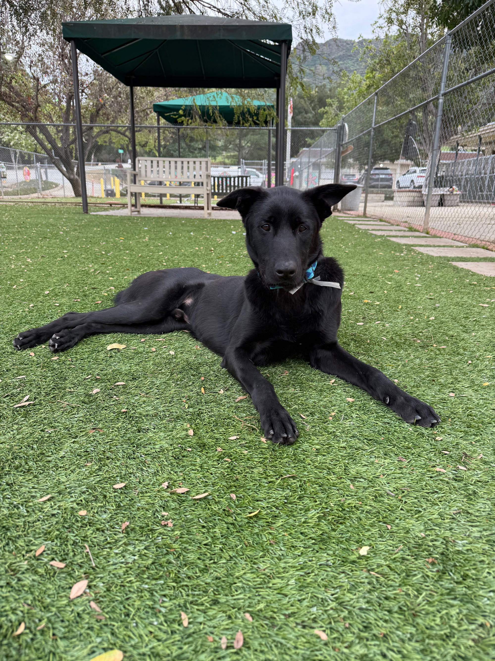 Agoura Animal Shelter Pet of the Week, Meet Peyton: Thursday, February 27
