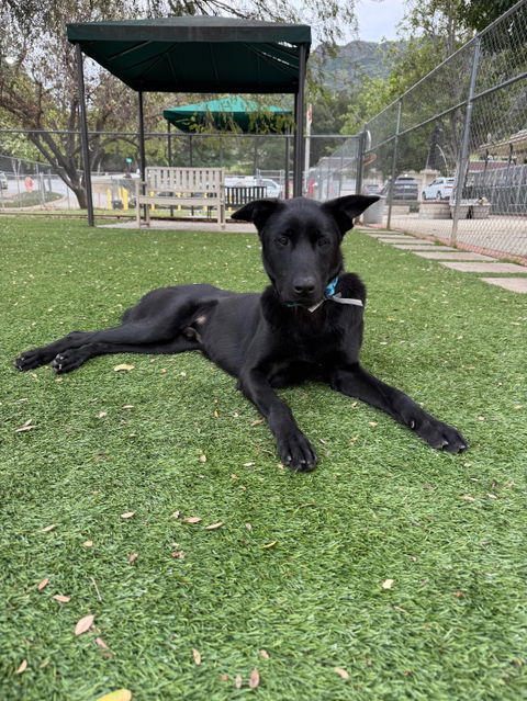 Agoura Animal Shelter Pet of the Week, Meet Peyton: Thursday, February 27