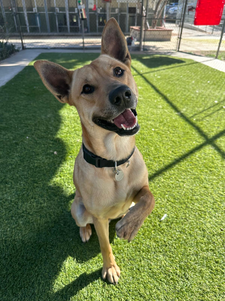 Agoura Animal Shelter Pet of the Week, Meet Pancho: Thursday, February 5