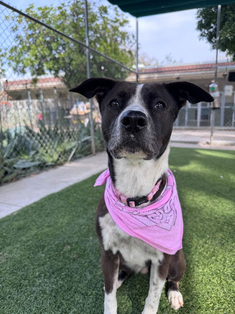Agoura Animal Shelter Pet of the Week, Meet Flower: Thursday, March 26