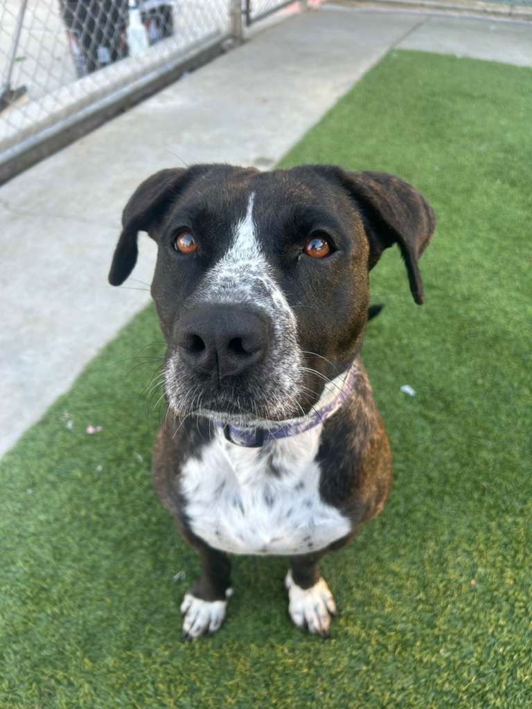 Agoura Animal Shelter Pet of the Week, Meet Megan: Thursday, March 5