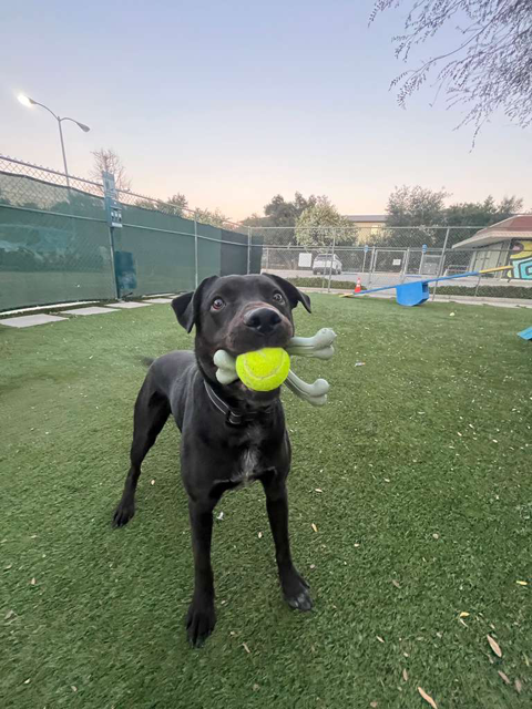 Agoura Animal Shelter Pet of the Week, Meet Duke: Thursday, March 19
