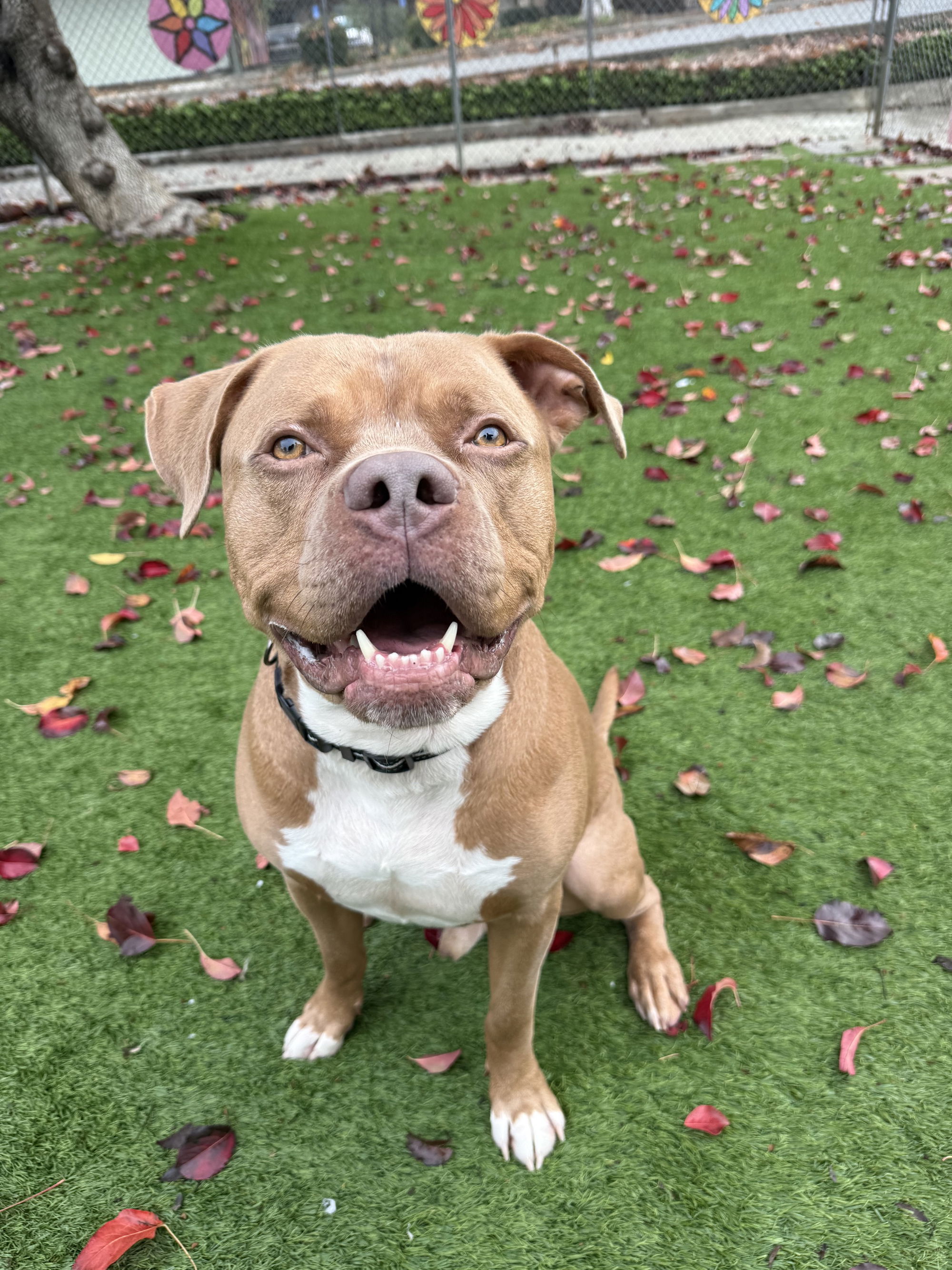 Agoura Animal Shelter Pet of the Week, Meet Georgie: Thursday, April 2