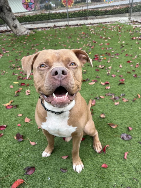 Agoura Animal Shelter Pet of the Week, Meet Georgie: Thursday, April 2