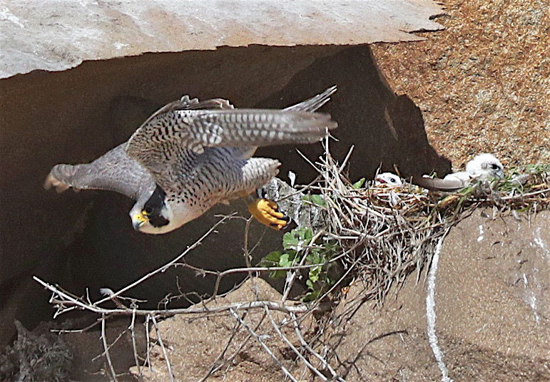 Watchers Watch Peregrines
