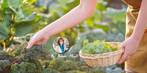 Fall In Love With Cool-Weather Gardening For A Healthy, Hefty Homegrown Harvest