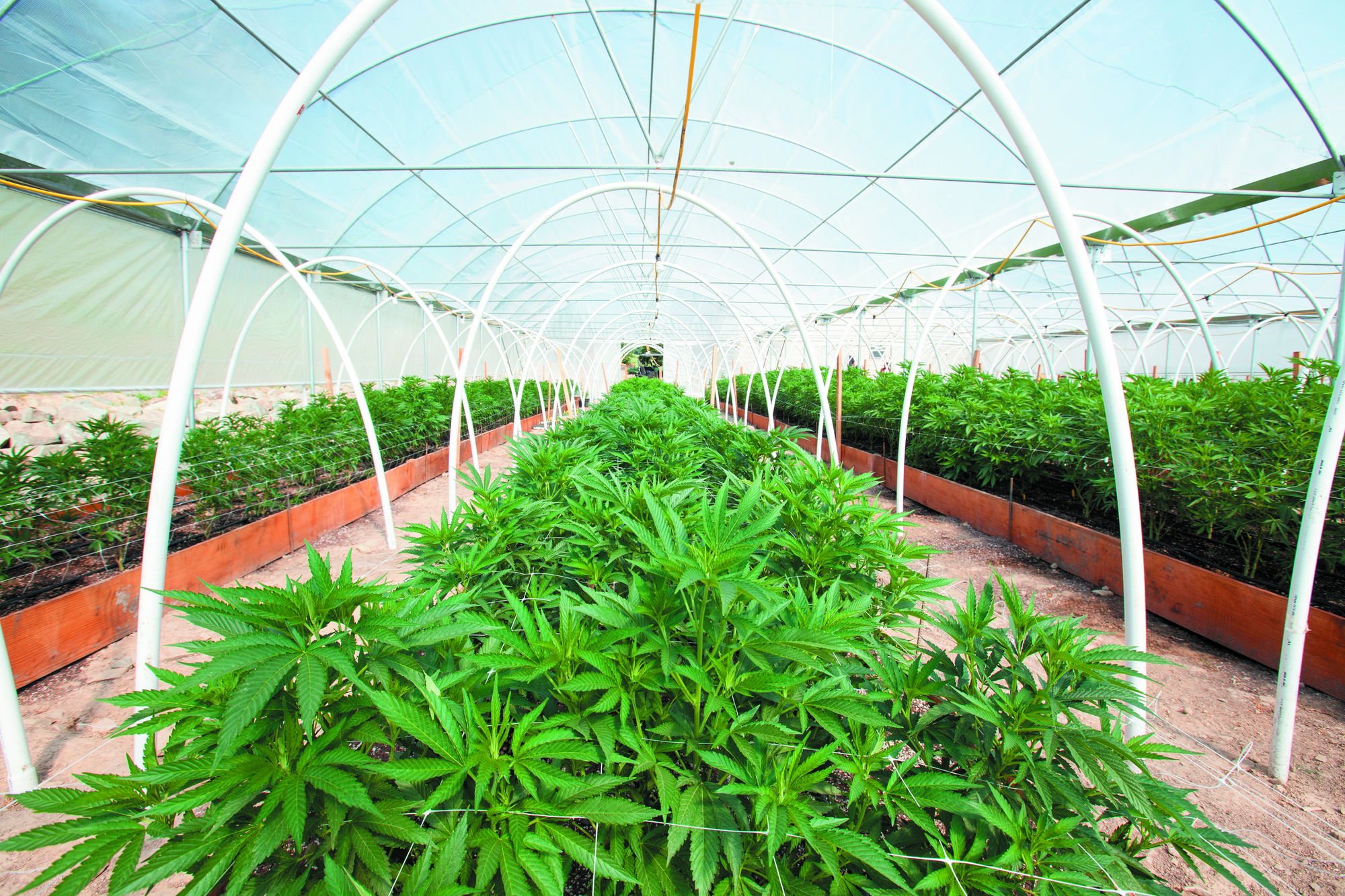 Supervisors Approve Holding Cannabis Tax Rate