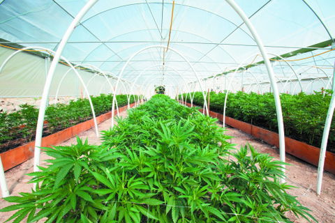 Supervisors Approve Holding Cannabis Tax Rate