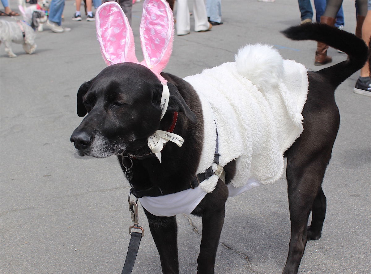 Pups on Parade: Cayucos Easter Tradition Charms Crowds