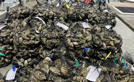 City OKs oyster farm liquor license