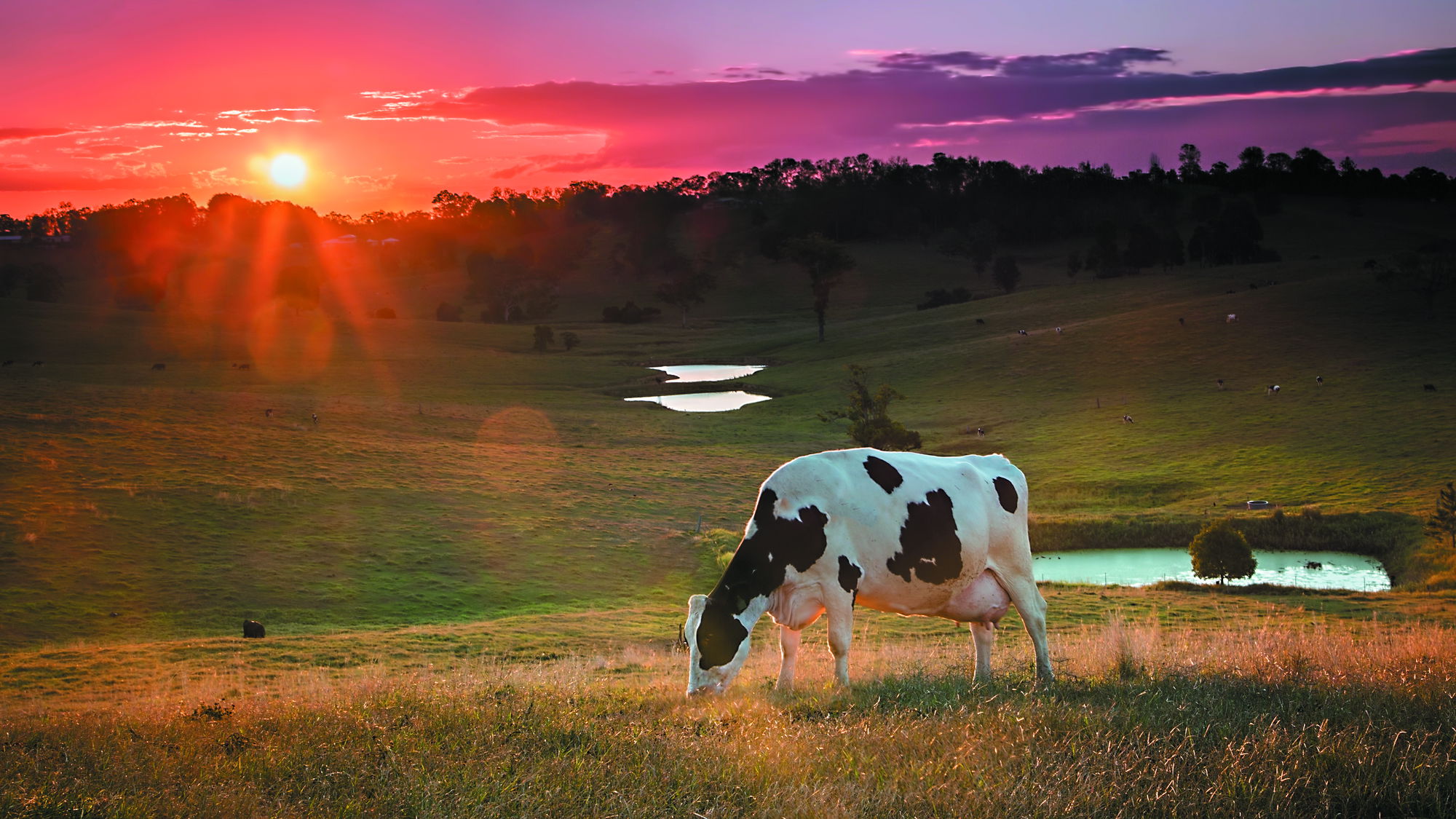 Singer and Dairy Farmer Stephanie Nash AgVocates Against ‘30 by 30’ Plan