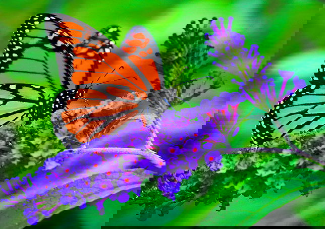 Federal Protection for Monarch Butterfly Warranted but Precluded